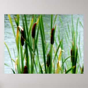 Póster Cattails