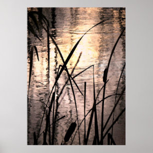 Póster Cattails at Sunset