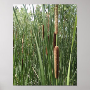 Póster Cattails in the wetlands, illuminated by sunlight