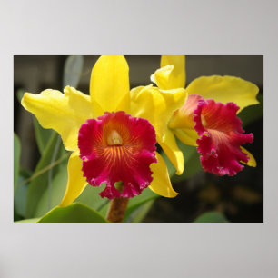 Póster Cattleya