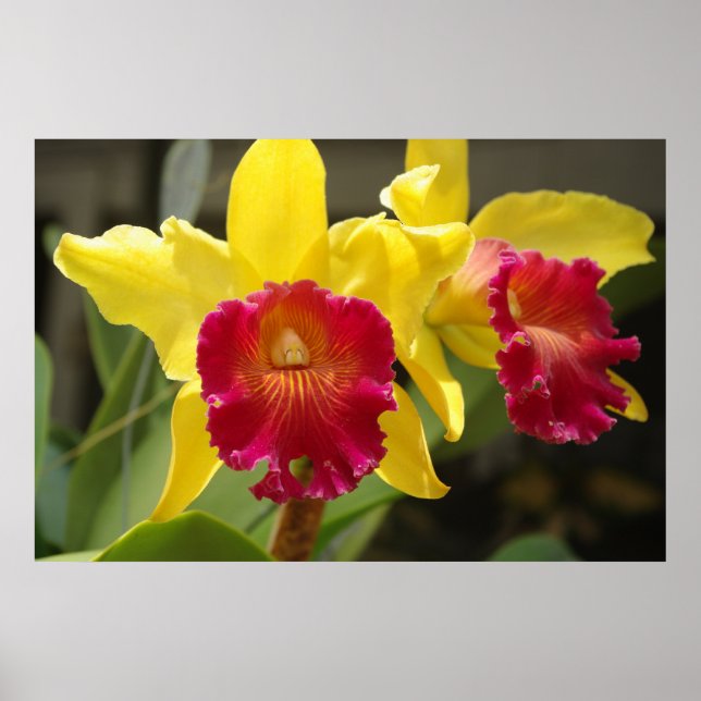 Póster Cattleya (Frente)