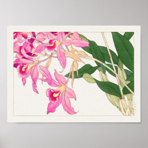 Póster Cattleya by Tanigami Konan