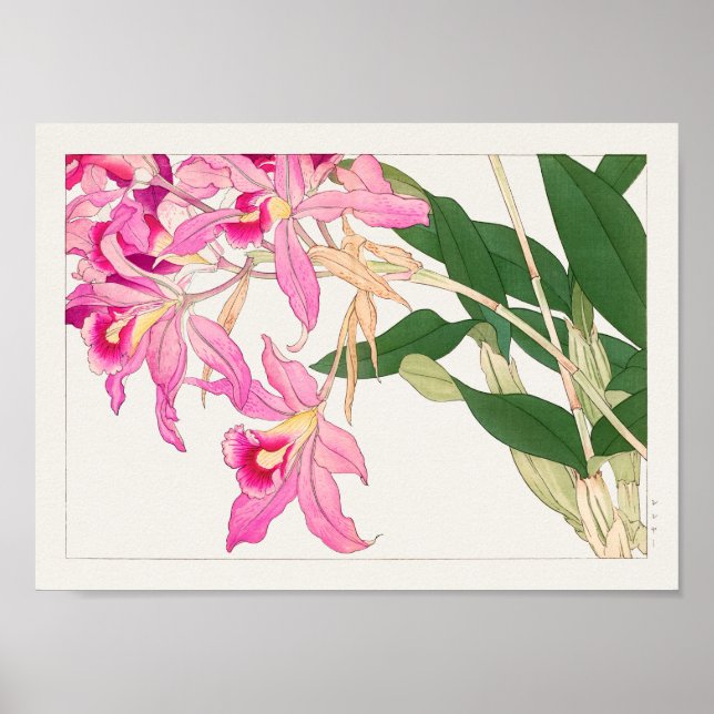 Póster Cattleya by Tanigami Konan (Frente)