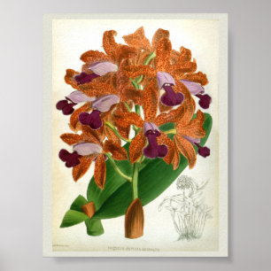Póster Cattleya Guttata Leopoldii Vintage Lindenia Orchid