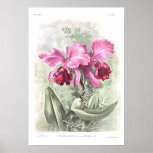 Póster Cattleya labiata