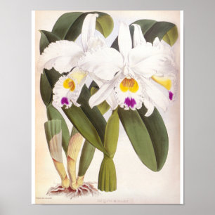 Póster Cattleya Morgane Vintage Lindenia Orchid