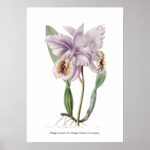 Póster Cattleya mossiae