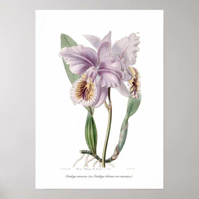 Póster Cattleya mossiae (Frente)