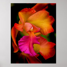 Póster Cattleya Orchid Portrait