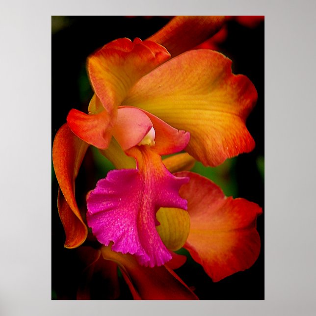 Póster Cattleya Orchid Portrait (Frente)