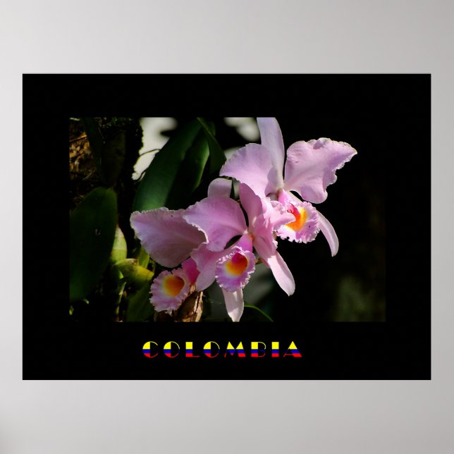 Póster Cattleya Orchid Poster (Frente)