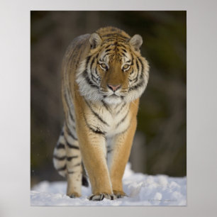 Póster Cautiva, Duluth, Minnesota, Estados Unidos