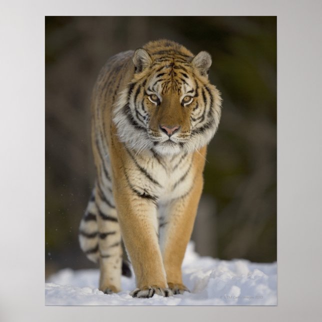 Póster Cautiva, Duluth, Minnesota, Estados Unidos (Frente)