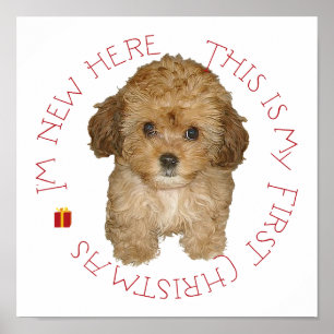 Póster Cavachon cachorro primera Navidad
