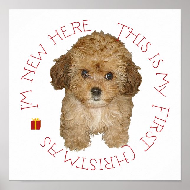 Póster Cavachon cachorro primera Navidad (Frente)