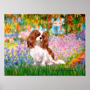 Póster Cavalier King Charles (Blenheim) - Jardín