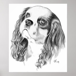 Póster Cavalier King Charles Drawing