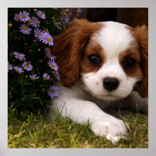 Póster Cavalier King Charles Spaniel Cuppy detrás de las 