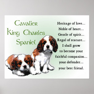 Póster Cavalier King Charles Spaniel Gifts