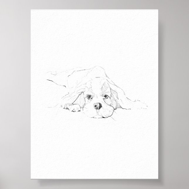 Póster Cavalier King Charles Spaniel Mascota (Frente)