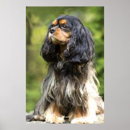 Póster Cavalier King Charles Spaniel negro y fuego real