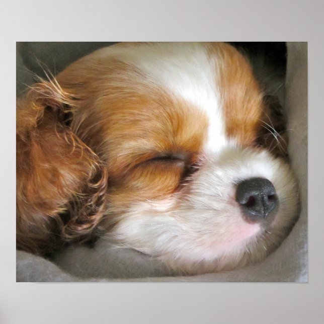 Póster Cavalier King Charles Spaniel Poster de Cuppy (Frente)