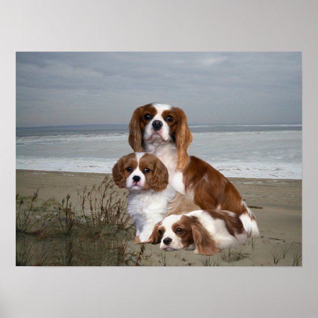 Póster Cavalier King Charles Spaniel Print (Frente)