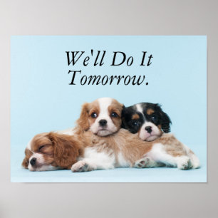 Póster Cavalier King Charles Spaniel Puppies