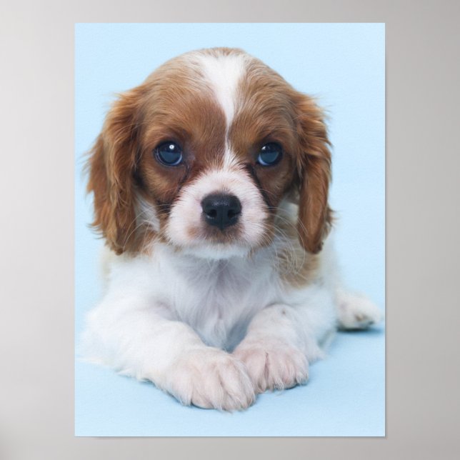 Póster Cavalier King Charles Spaniel Puppy (Frente)