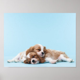 Póster Cavalier King Charles Spaniels durmiendo