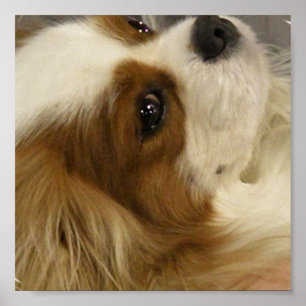 Póster Cavalier King Charlies Spaniel Print