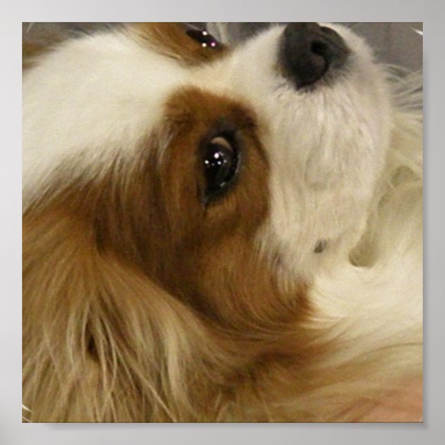 Póster Cavalier King Charlies Spaniel Print (Frente)