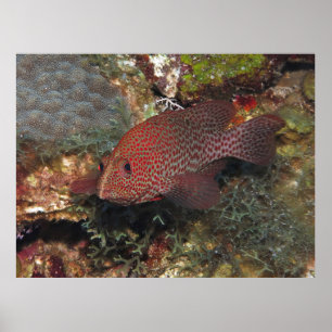 Póster Caye Calker Graysby
