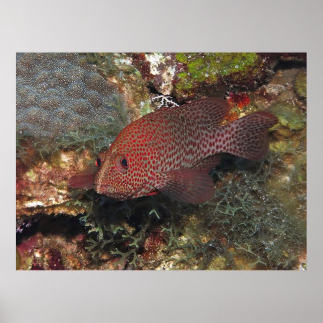 Póster Caye Calker Graysby (Frente)