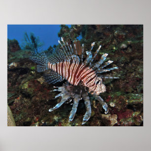 Póster Caye Caulker Lionfish