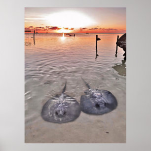 Póster Caye Caulker Stingray Sunset