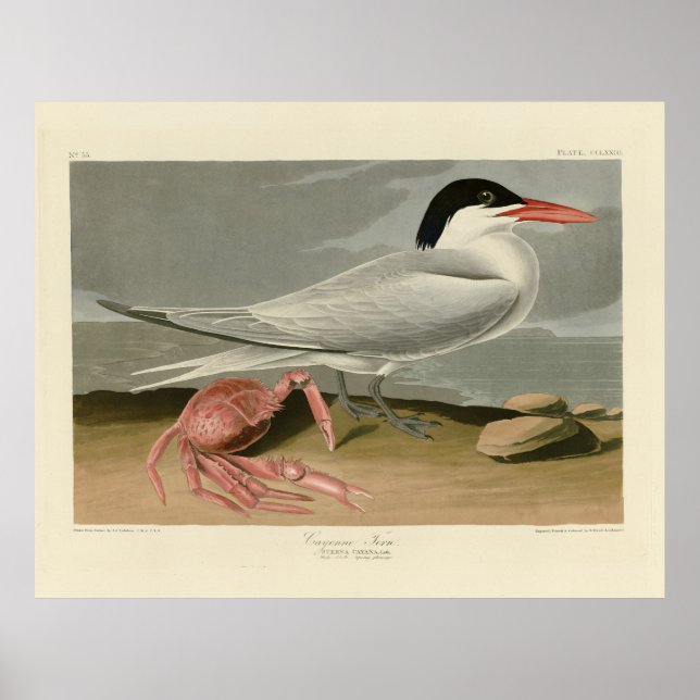 Póster Cayenne (Royal) Tern - Los pájaros de América de A (Frente)