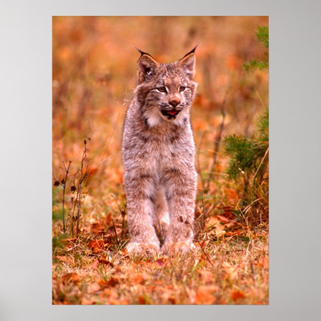 Póster Caza Bobcat | Bosque otoñal (Frente)