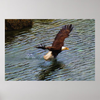 Póster Caza de águilas calvas maduras