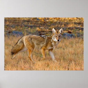 Póster Caza de Coyote (Canis Latrans)