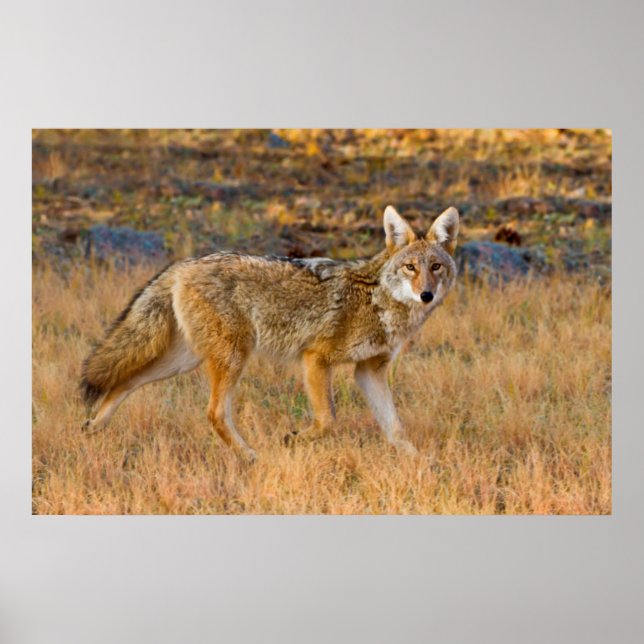 Póster Caza de Coyote (Canis Latrans) (Frente)