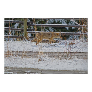 Póster Caza de Coyote y foto de vida salvaje de nieve en
