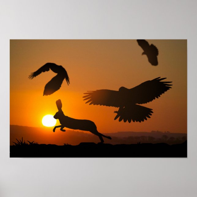 Póster Caza de halcones Harris (Frente)