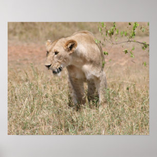 Póster caza de leones