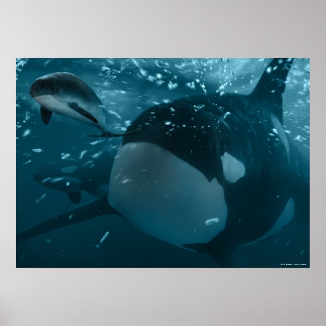 Póster Caza de orca (Frente)