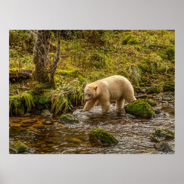 Póster Caza de osos de espíritus blancos para peces en ar (Frente)