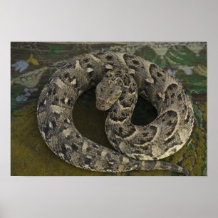 Póster Cazador de serpientes africanas Puff-adder Bitis
