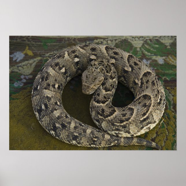 Póster Cazador de serpientes africanas Puff-adder Bitis (Frente)