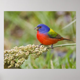 Póster Cazamoscas pintado (Passerian ciris) macho aliment