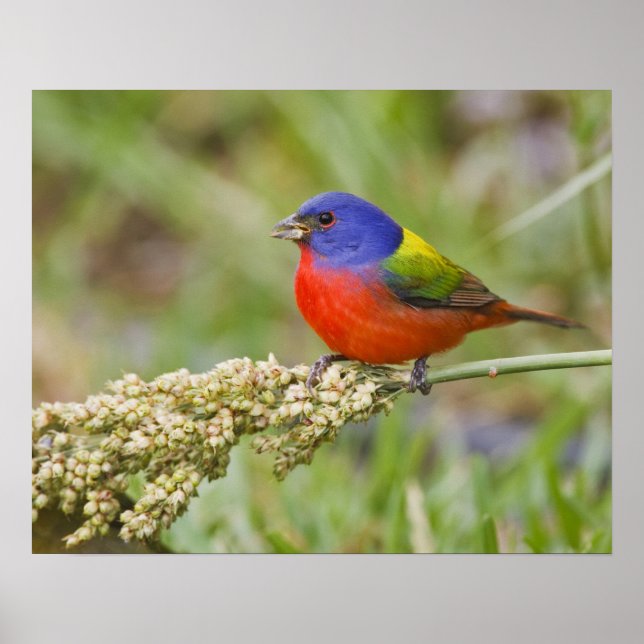 Póster Cazamoscas pintado (Passerian ciris) macho aliment (Frente)